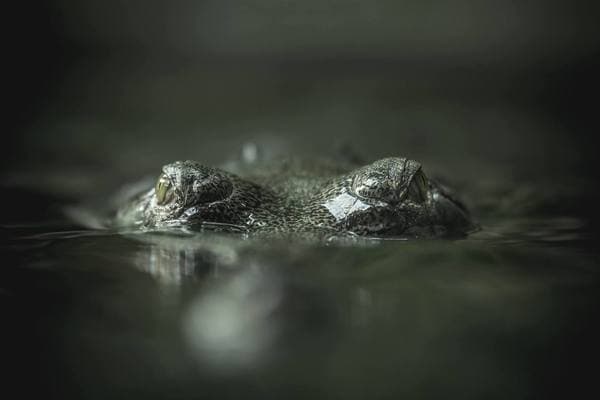 Zvířata — fotografie 60