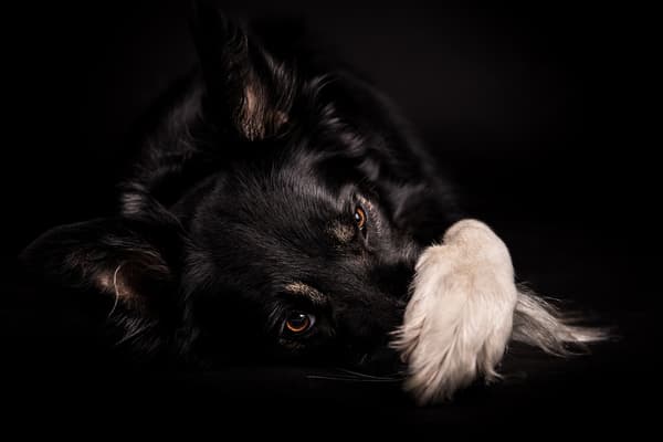 Zvířata — fotografie 52