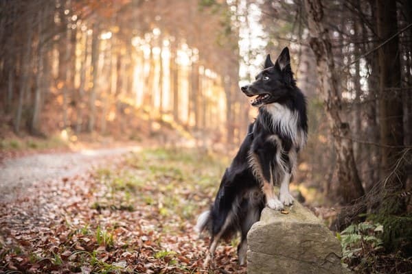 Zvířata — fotografie 47