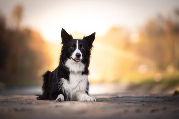 Zvířata — fotografie 46