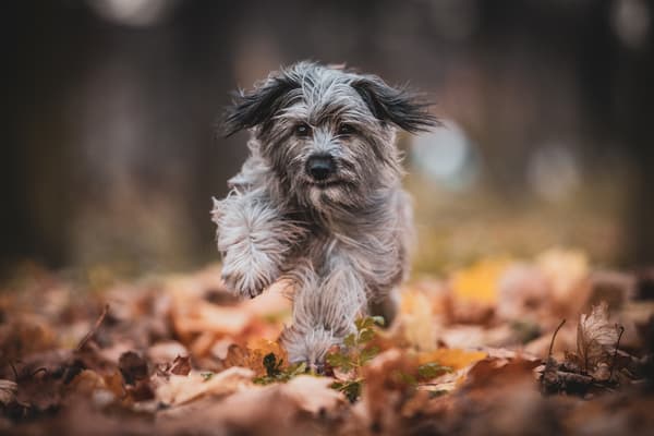 Zvířata — fotografie 38