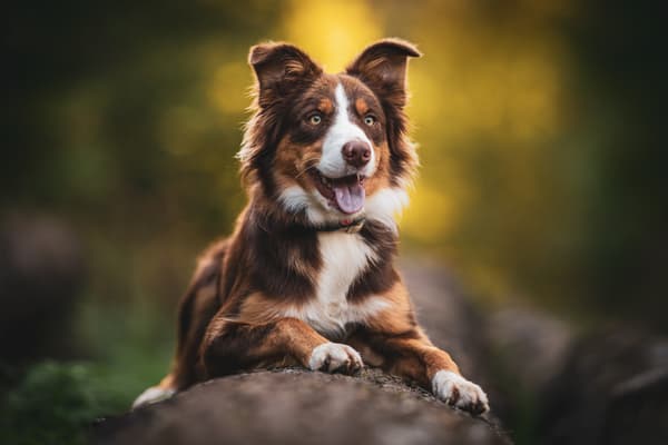 Zvířata — fotografie 35