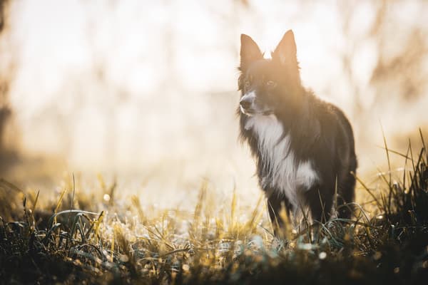 Zvířata — fotografie 30