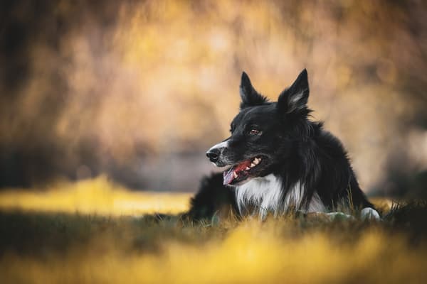 Zvířata — fotografie 29
