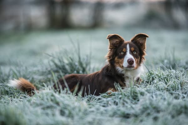 Zvířata — fotografie 27