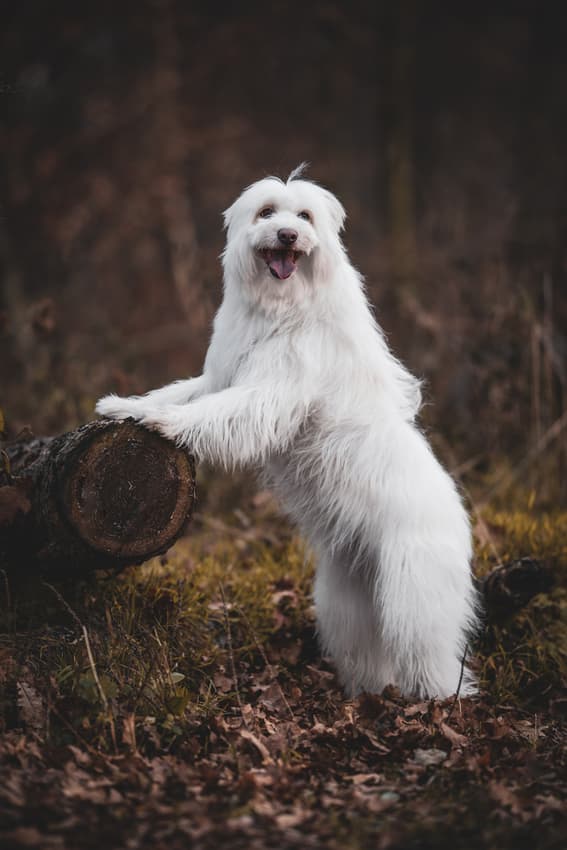 Zvířata — fotografie 25