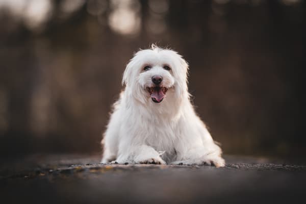 Zvířata — fotografie 24
