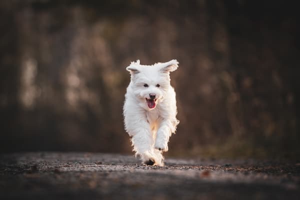 Zvířata — fotografie 23