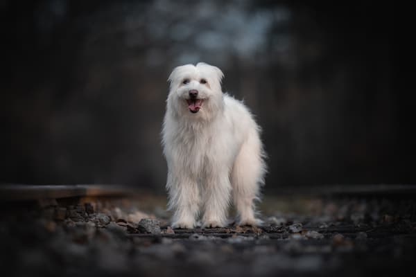 Zvířata — fotografie 22