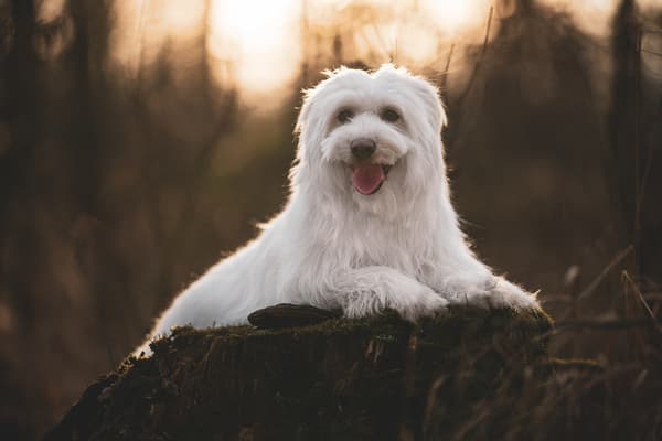 Zvířata — fotografie 21