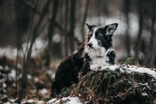 Zvířata — fotografie 20