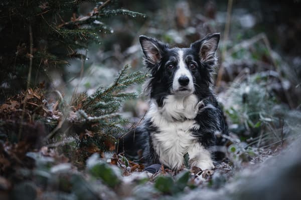 Zvířata — fotografie 19