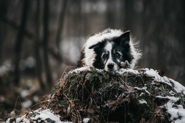 Zvířata — fotografie 18