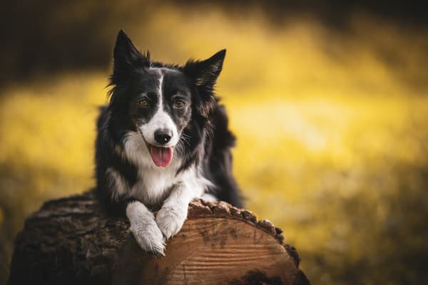 Zvířata — fotografie 16