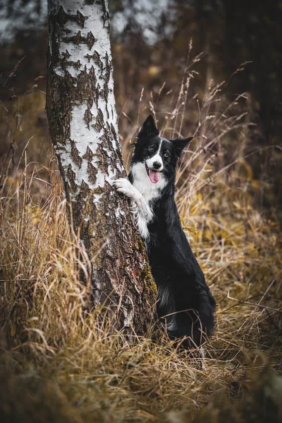 Zvířata — fotografie 15