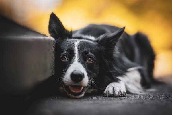 Zvířata — fotografie 10