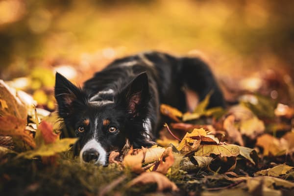 Zvířata — fotografie 9