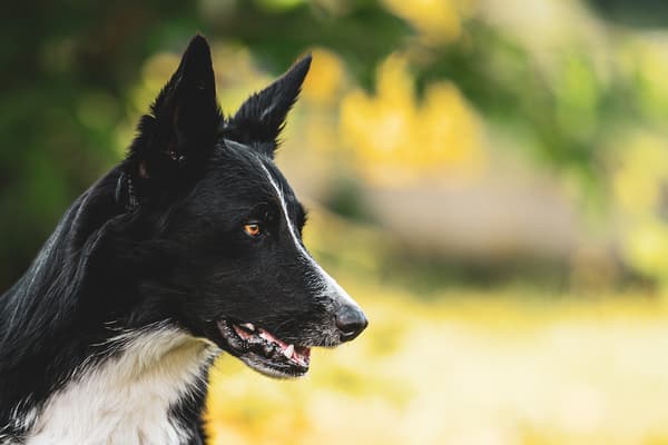 Zvířata — fotografie 8