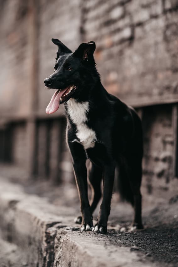 Zvířata — fotografie 3