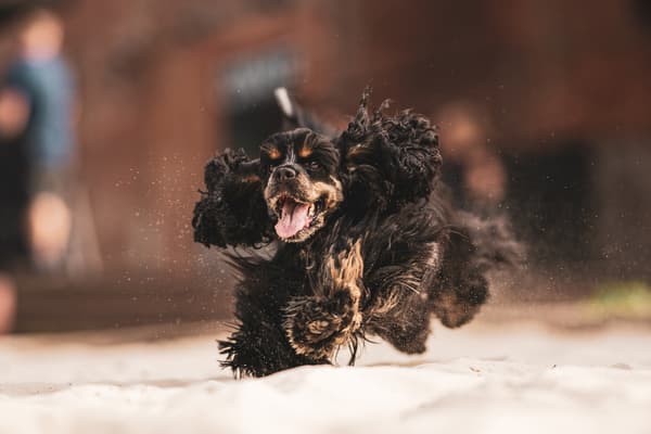 Zvířata — fotografie 2